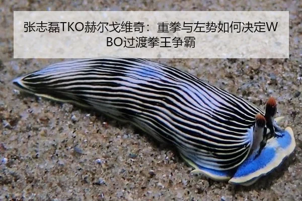 张志磊TKO赫尔戈维奇：重拳与左势如何决定WBO过渡拳王争霸